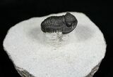 Cute Gerastos Trilobite On Pedestal - #5557-2